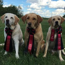 Labrador Retriever All Grown Up from Puddle Jumper Labs