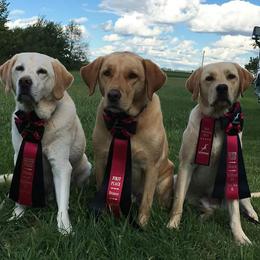 Labrador Retriever All Grown Up from Puddle Jumper Labs
