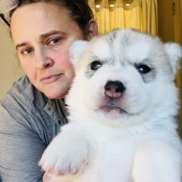 Boy 3 - Siberian Husky puppy from Sassenach Siberians