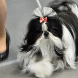 Shih Tzu All Grown Up from Southern Class Shih Tzu