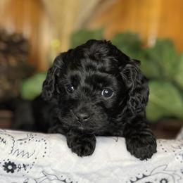 Black Female - female Cavapoochon puppy in Waldron, Arkansas from Kay’s Cutie Poos