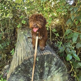 Juliet - Lagotto Romagnolo