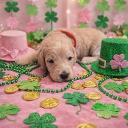 You are my sunshine - Cream female Goldendoodle puppy in Houston, Texas from Were The Mack'Doodles
