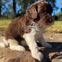 Light Blue Boy - Parti male Goldendoodle puppy in Huntsville, Alabama from Winchester Doodles