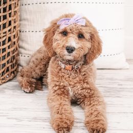 Charlie - Goldendoodle