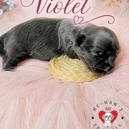 Violet - Blue female Shih Tzu puppy in Hanford, California from MeMaw Shih Tzus