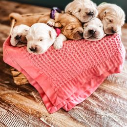 Golden Retriever Puppies from Evergreen Retrievers