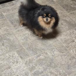 Rayne - Pomeranian