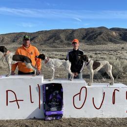 German Shorthaired Pointer All Grown Up from DragonPoint Gun Dogs