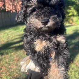 Scar - Black and tan male Cavapoo puppy in Memphis, Tennessee from J'Adore Doodles