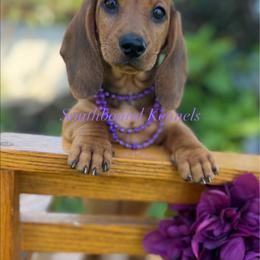 Maci - Red female Dachshund puppy in Leoma, Tennessee from Southbound Kennel