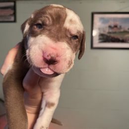 Great Dane Puppies from Guilty Pleasure Great Danes