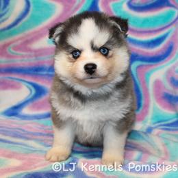 Noodle - Gray and white male Pomsky puppy in Centerville, Iowa from LJ Kennels Pomskies, LLC