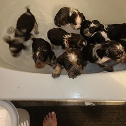 English Springer Spaniel Puppies from Savannah River Springers