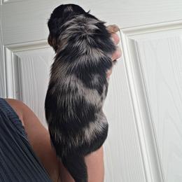 Kenny - Dapple male Dachshund puppy in El Paso, Texas from Mells Weenies