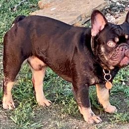French Bulldogs from Coco’s Frenchies