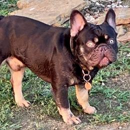French Bulldogs from Coco’s Frenchies