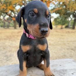 Gracie - Black and rust female Doberman Pinscher puppy in Boyd, Texas from Team Feem Breeders