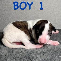 Boy 1 - Fawn brindle male Whippet puppy in Winter Garden, Florida from Infinity Whippets
