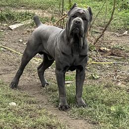 Apollo - Cane Corso