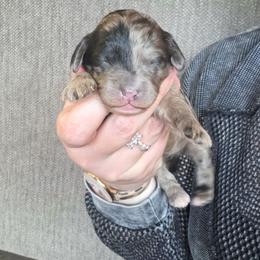 Girl 1 - Merle female Cockapoo puppy in Galena, Illinois from Perry's doodles