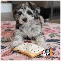 LIBBY-F1b-OFA-Genetics-Microchip-2 Year warranty-Sweetest little girl. - Merle female Goldendoodle puppy in Jeddo, Michigan from Apple Creek Doodles