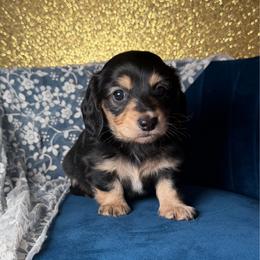 Gracie - Black and cream female Dachshund puppy in New Albany, Mississippi from Double A. Doxies