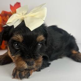 Little girl - Black and tan female Yorkshire Terrier puppy in Dahalonega, Georgia from C. D. K