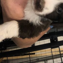 Miniature American Shepherd and Miniature Australian Shepherd Puppies from Idaho Mountain Mini Aussies