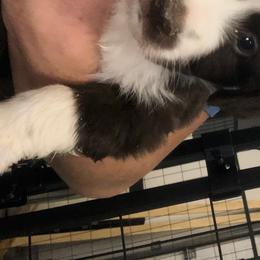 Miniature American Shepherd and Miniature Australian Shepherd Puppies from Idaho Mountain Mini Aussies