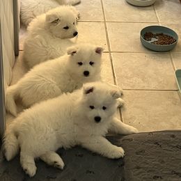 Samoyed Puppies from The Floof Brigade