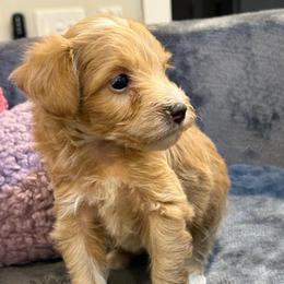 Lucky - Apricot male Cavapoo puppy in Hayden, Alabama from Agape Southern Farms