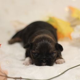 AKC-FCI Mousse - Tricolor male Shih Tzu puppy in Rome, Georgia from Autumn Breeze Shih Tzus and Friends