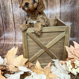 Lancelot - Red male Cavapoo puppy in Beresford, South Dakota from DAKOTA DOOD RANCH