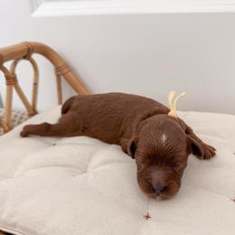 Pretzel - Red male Cavapoo puppy in Apache Junction, Arizona from Coffey House Doodles