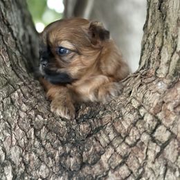 Grace - Red female Shih Tzu puppy in Tampa, Florida from Shih Tzus of Kingshyre