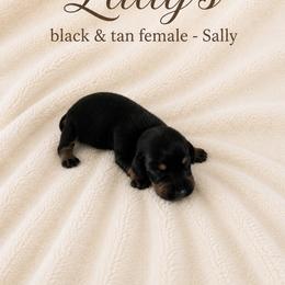 Sally - Black and tan female Dachshund puppy in Indiantown, Florida from Turquoise River Minature Dachshunds