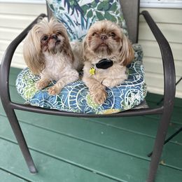 Shih Tzu Puppies from LaDawn’s Little Lions