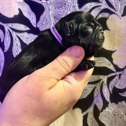 Bali - Black female French Bulldog puppy in Greeley, Colorado from Mandy Moon French Bulldogs