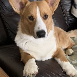 Cardigan Welsh Corgi Puppies from Fairy Tail Cardigan Welsh Corgi's