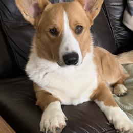 Cardigan Welsh Corgi Puppies from Fairy Tail Cardigan Welsh Corgi's