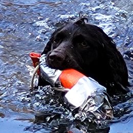 Boykin Spaniels from Skipjack Boykins