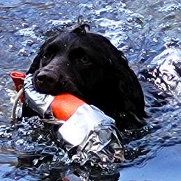 Boykin Spaniels from Skipjack Boykins