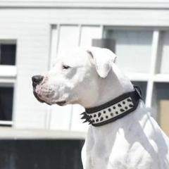 Jager - Dogo Argentino