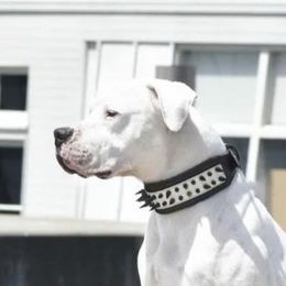 Jager - Dogo Argentino