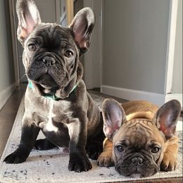 Boxers and French Bulldogs from The Family Frenchie