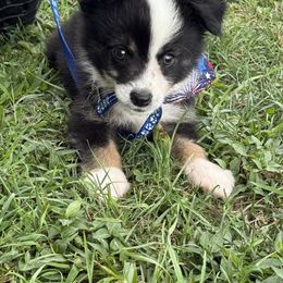 Black tri male (Gunner) - Black tri male Toy Australian Shepherd puppy in Puryear, Tennessee from A&W Toy Aussies