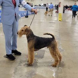 Buddy - Airedale Terrier
