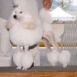 Poodle All Grown Up from Kamann Poodles