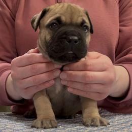 Girl 3 - female Bullmastiff puppy in Elyria, Ohio from Ambrosia Mastiffs